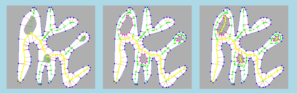skeleton2dDiameterMsr_sample1.png