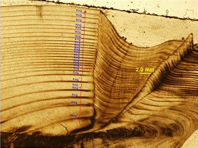 Sclerochronology